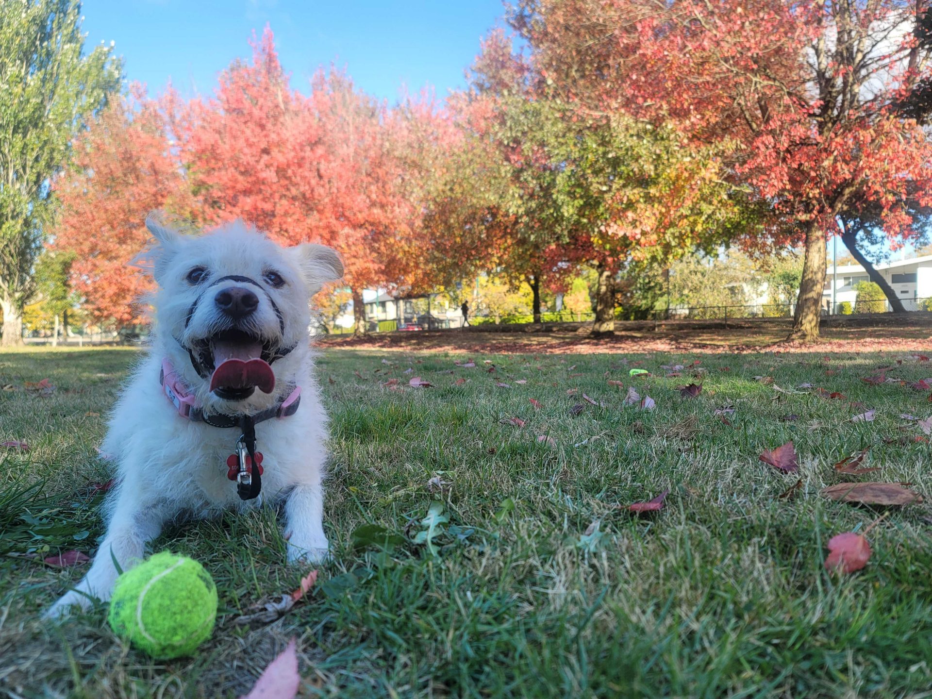 The Faces of Full Circle Get to Know a UI Software Engineer