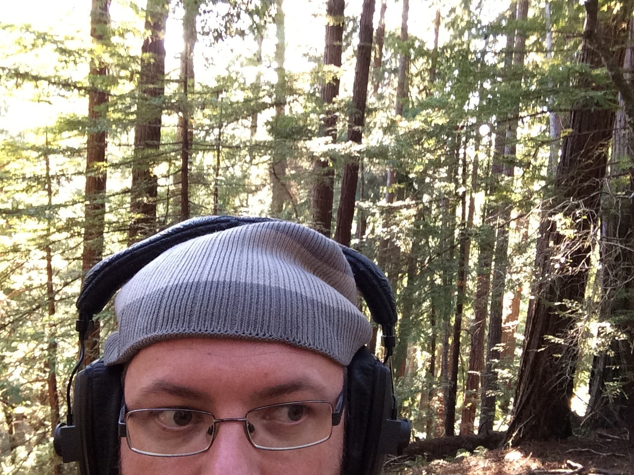 In the forest In the forest